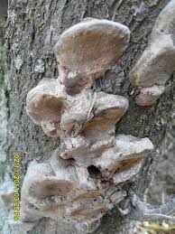Image result for Phellinus pomaceus