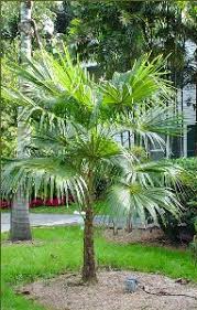 Image result for Coccothrinax