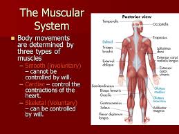 There are approximately 680 skeletal muscles within the typical human, and almost every muscle constitutes one part of a pair of identical bilateral examples range from 640 to 850.1. The Muscular System The Ability To Move Is An Essential Activity Of The Human Body The Ability To Move Is An Essential Activity Of The Human Body Consists Ppt Download