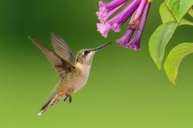 Check spelling or type a new query. Flowers That Attract Hummingbirds Fruit Growers Supply