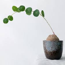 Image result for Stephania