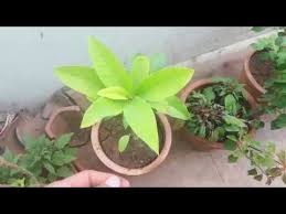 The scent similar to the scent of this plant is said to emit by a civet in sri lanka, paradoxurus magnolia champaca is cultivated by specialty plant nurseries as an ornamental plant, for its form as. à¤¯à¤¹ à¤ª à¤§ à¤†à¤ªà¤• à¤¬à¤— à¤š à¤• à¤®à¤¹à¤• à¤¦ à¤— Full Detail Info Of Son Champa Swarn Champa Magnolia Champaca Your Gardening Forum