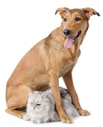 Here an adoptions attendant will help you find the right pet for your household and lifestyle. County Shelter Locations
