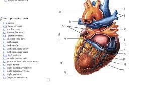 Posterior view of heart diagram. A Heart Posterior View La Aorta H Apex Of Heart Chegg Com