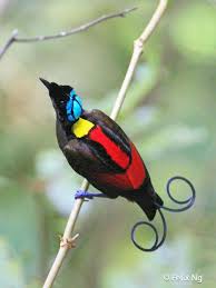 Bird Of Paradise Meaning In Hindi Pin On My Feathered Friends