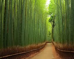 a bamboo forest in japan bamboo forest japan places to see places to go