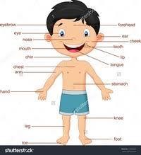 Internal body parts name with picture in english. Marathi Body Parts à¤¶à¤° à¤° à¤š à¤…à¤µà¤¯à¤µ Other Quiz Quizizz