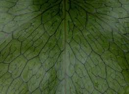 Image result for Launaea violacea