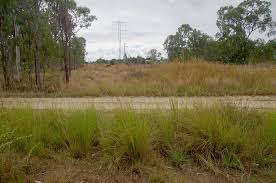 Image result for Sporobolus natalensis