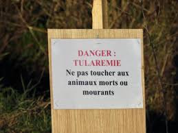 Une douleur forte au gros orteil causes de la goutte : Alembon Un Lievre Contamine Par La Tularemie Une Maladie Transmissible A L Homme