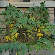 Image result for Broussonetia