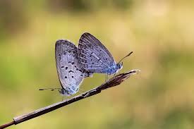 Macro Photography of Butterflies (My Collection Photos) — Steemit