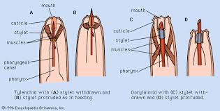 Image result for Nematopoa