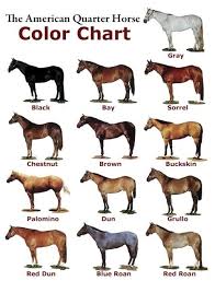 Pictures Of Horses To Color In Horse Color Chart American Quarter Horse Quarter Horse