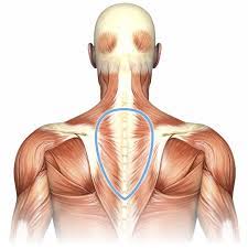 Check spelling or type a new query. Massage For Upper Back Pain Erector Spinae