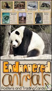 Endangered Animals Information Posters And Trading Cards In 2020 Endangered Animals Information Endangered Animals Activities Animals Information