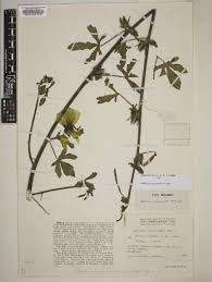 Image result for Hibiscus gwandensis