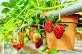 You'll be surprised to see that strawberries are grown hydroponically on raised trays without soils here. Big Red Strawberry Farm Travel Guidebook Must Visit Attractions In Cameron Highlands Big Red Strawberry Farm Nearby Recommendation Trip Com