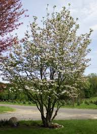 Very young trees fill to the i am thinking about including a white dogwood in my front landscaping. White Flowering Dogwood Halka Nurseries