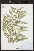 Image result for Hypolepis sparsisora