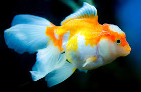 Guppies, goldfish, angelfish, guaramis, silver dollars, tiger barbs (cherry live bearing fish, like platies, mollies, guppies and swordtails all make great tank mates for bettas. Hd Wallpaper White And Yellow Betta Fish Underwater Aquarium Goldfish Swimming Wallpaper Flare