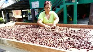 After an optional hotel pickup, learn about local chocolate and the production process from an informative guide. Rio Claro Farmers Launch New Trinitario Chocolates Loop Trinidad Tobago