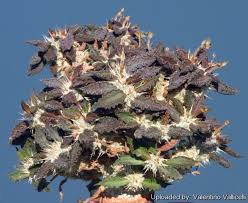 Image result for Euphorbia epicyparissias