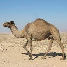 Dromedarios Desert Animals Animals African Animals