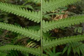 Image result for Christella parasitica