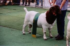 Mugambi Boer Goats -Bucks