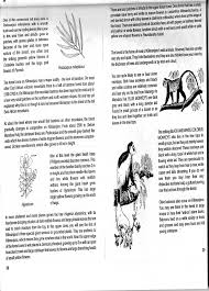 Image result for Streptocarpus milanjianus