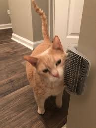 This Is Great My Cat Loves It It Even Came With Adhesive Strips Screws And A Packet Of Catnip I Will Be Purchasing More In 2020 Cat Love Cats Grooming Tools