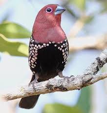 Mozambique is situated on the southeast coast of africa; 900 African Asian Aviaries Ideas In 2021 Birds Beautiful Birds Pet Birds