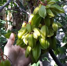 Tropica mango nursery specializes in unique fruit trees suitable for growing in phoenix home gardens and surround arizona desert communities Arizona Fruit Trees Home Facebook