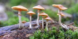 The Differences Between Magic Mushrooms Lsd And Ayahuasca Business Insider Buy best magic mushrooms online grown by canadian producers. magic mushrooms lsd and ayahuasca