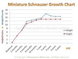 Miniature Schnauzer Growth Rate Chart Puppy Growth Chart