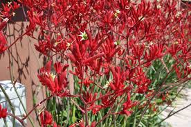 Image result for Anigozanthos