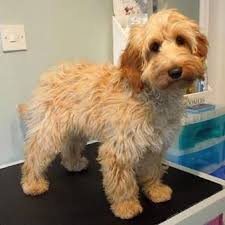 Dogs with shorter hair may only require a brush once or twice a week, but. Grooming Styles British Cockapoo Society