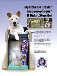 Help Animal Survivors With Megaesophagus Animal Survivors Bailey Chair For Dogs My Animal Diy Dog Stuff