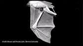 An ornithopter (from greek ornithos bird and pteron wing) is an aircraft that flies by flapping its wings. Advanced Robotic Bat Can Fly Like The Real Thing Youtube