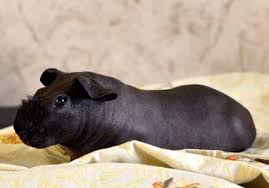 #skinny pigs #hairless guinea pig #iowa. This Hairless Guinea Pig Looks Like A Tiny Hippo Damnthatsinteresting