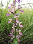 Image result for Brachycorythis ovata