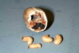 How to atract black soldier fly from wild population to get their eggs to start bsf farming. Pecan Weevils Researchers Boost Control By Beneficial Nematode Agfax
