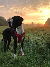 Do not add breed names or your post will be removed. My Girl Checking Out The Sunrise Greatdanes