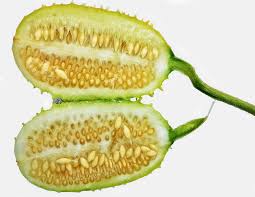 Image result for Cucumis engleri