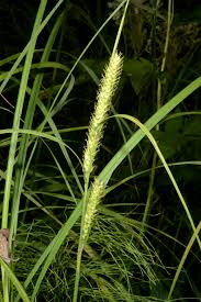 Image result for Carex echinochloe