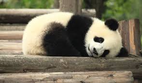 In 1994, panda merged with azizia company to become azizia panda united. Endangered No Longer The Giant Panda S Remarkable Recovery Earth Optimism Summit Smithsonian Conservation Commons