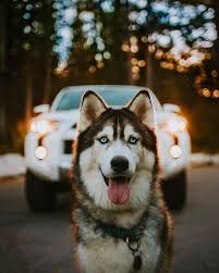 Pin By Asuman Simsek On Hayvanlar Blue Eyed Dog Husky With Blue Eyes Puppies With Blue Eyes