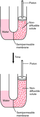 In osmosis, the solvent (usually water) moves across a membrane to dilute. Osmosis Definition Of Osmosis By Medical Dictionary