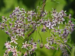 Image result for Melia azedarach